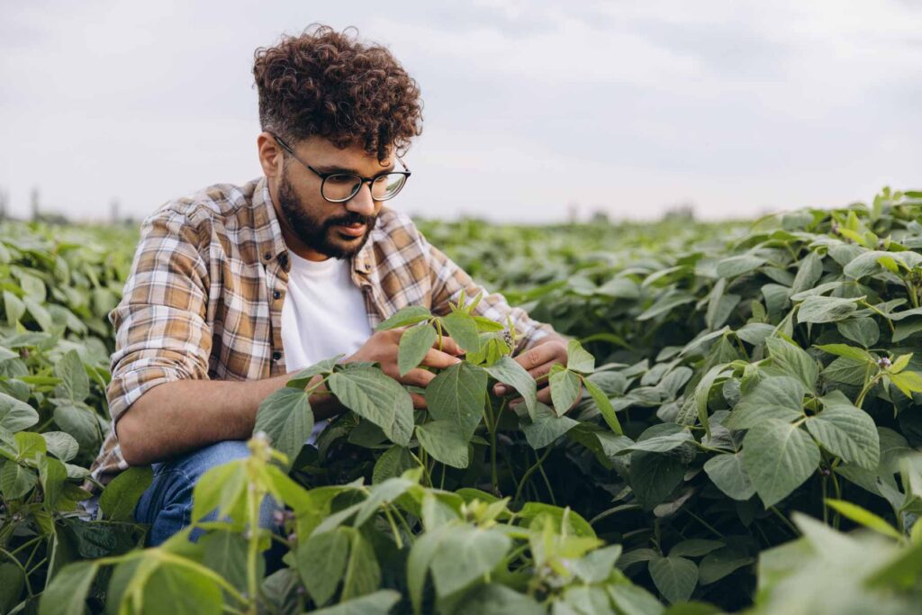 A researcher investigating crops in a field
